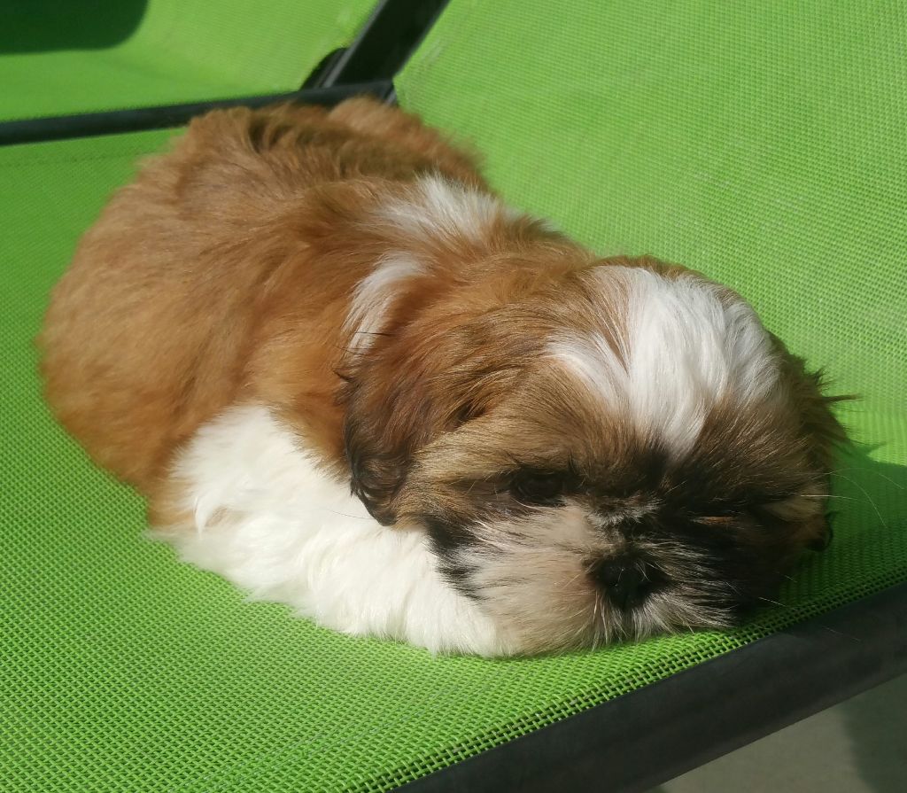 From Mellandco - Shih Tzu - Portée née le 18/05/2018