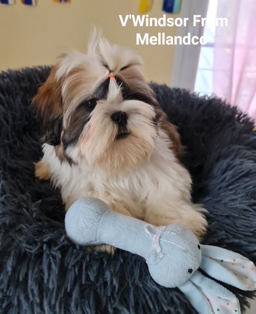 From Mellandco - Chiot disponible  - Shih Tzu