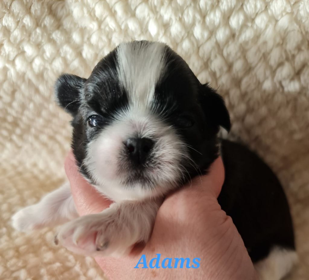 From Mellandco - Chiots disponibles - Shih Tzu