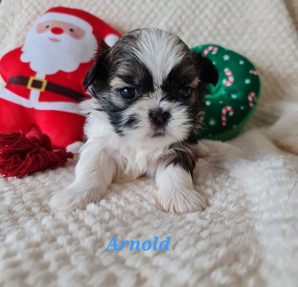 From Mellandco - Chiots disponibles - Shih Tzu
