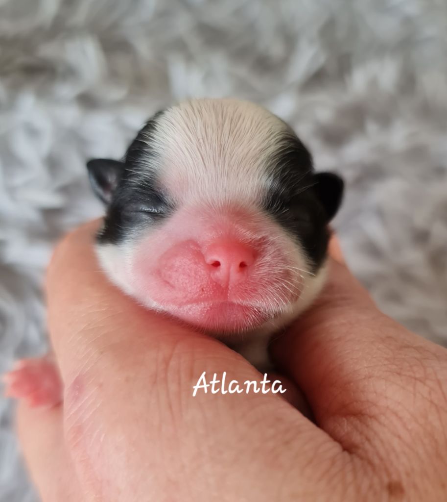 From Mellandco - Chiots disponibles - Shih Tzu