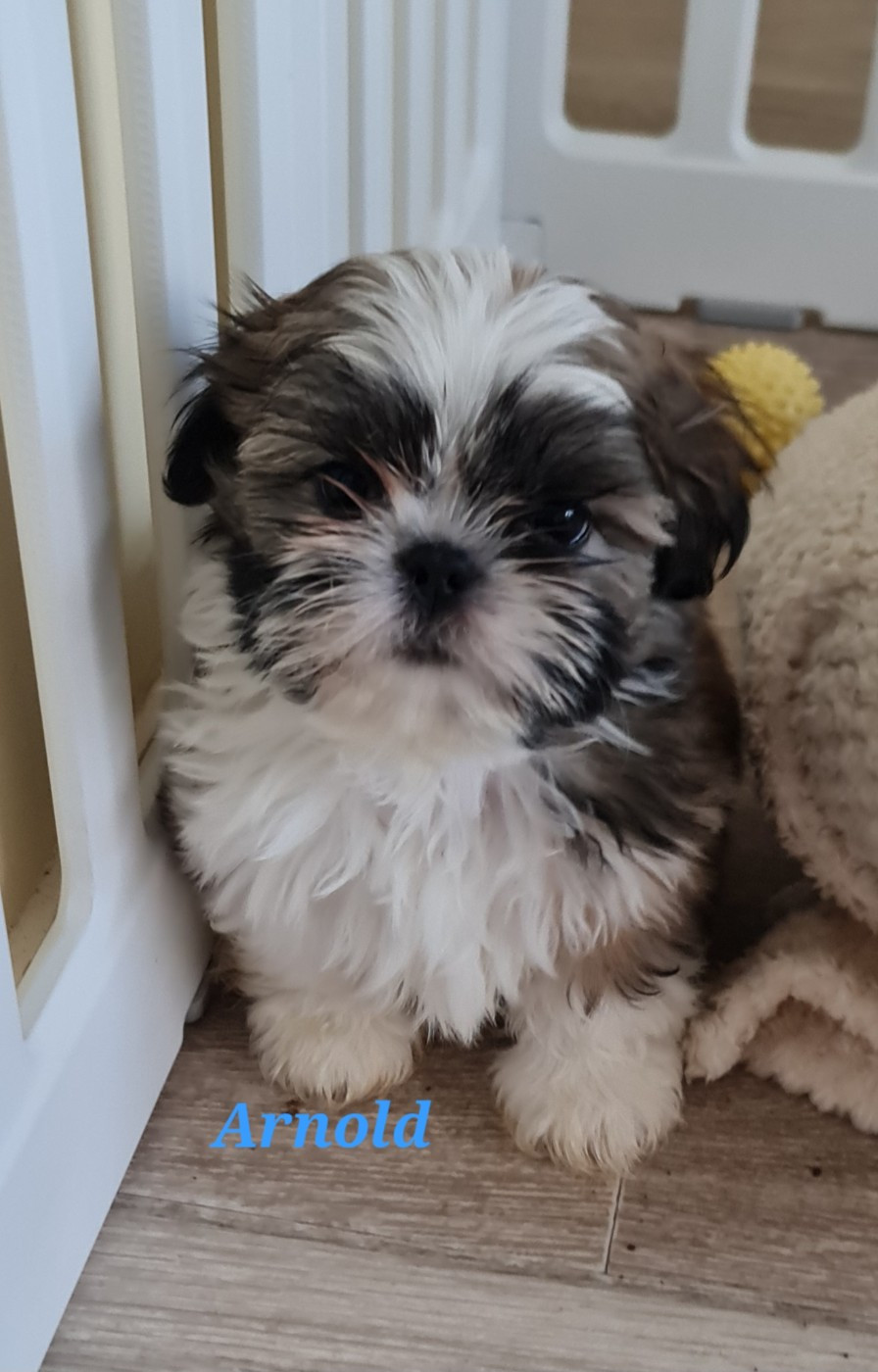 From Mellandco - Chiots disponibles - Shih Tzu