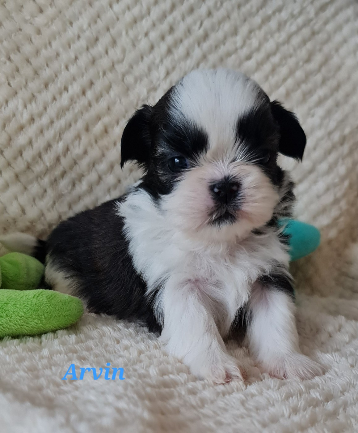 From Mellandco - Chiots disponibles - Shih Tzu