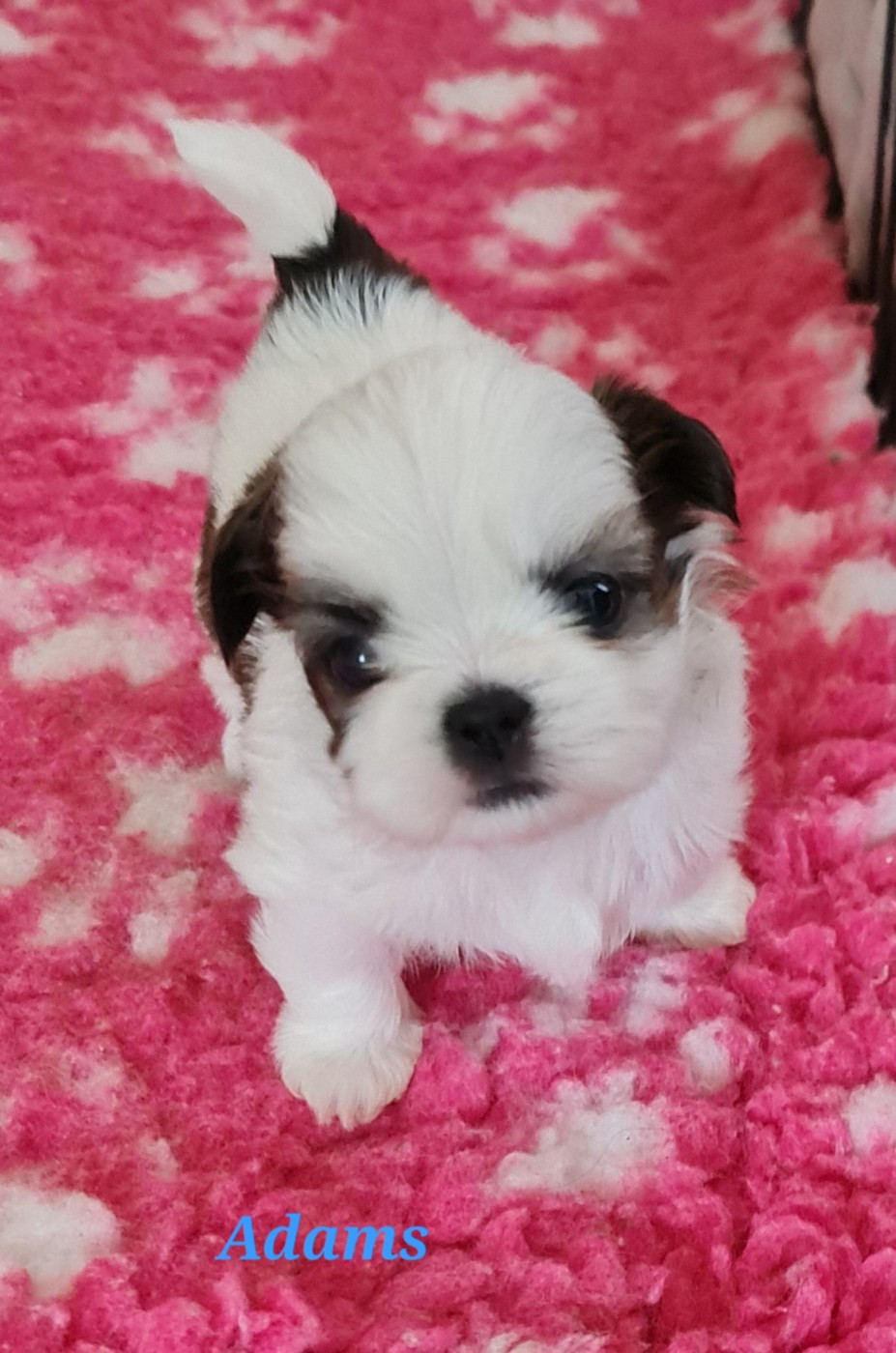 From Mellandco - Chiots disponibles - Shih Tzu