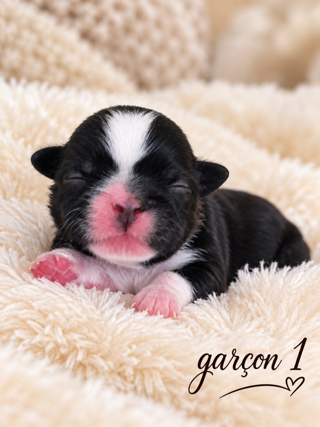 From Mellandco - Chiots disponibles - Shih Tzu