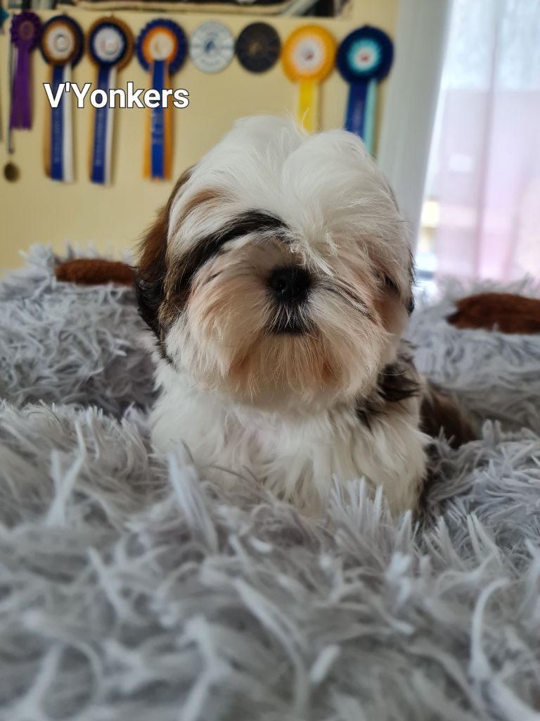 From Mellandco - Chiots disponibles - Shih Tzu