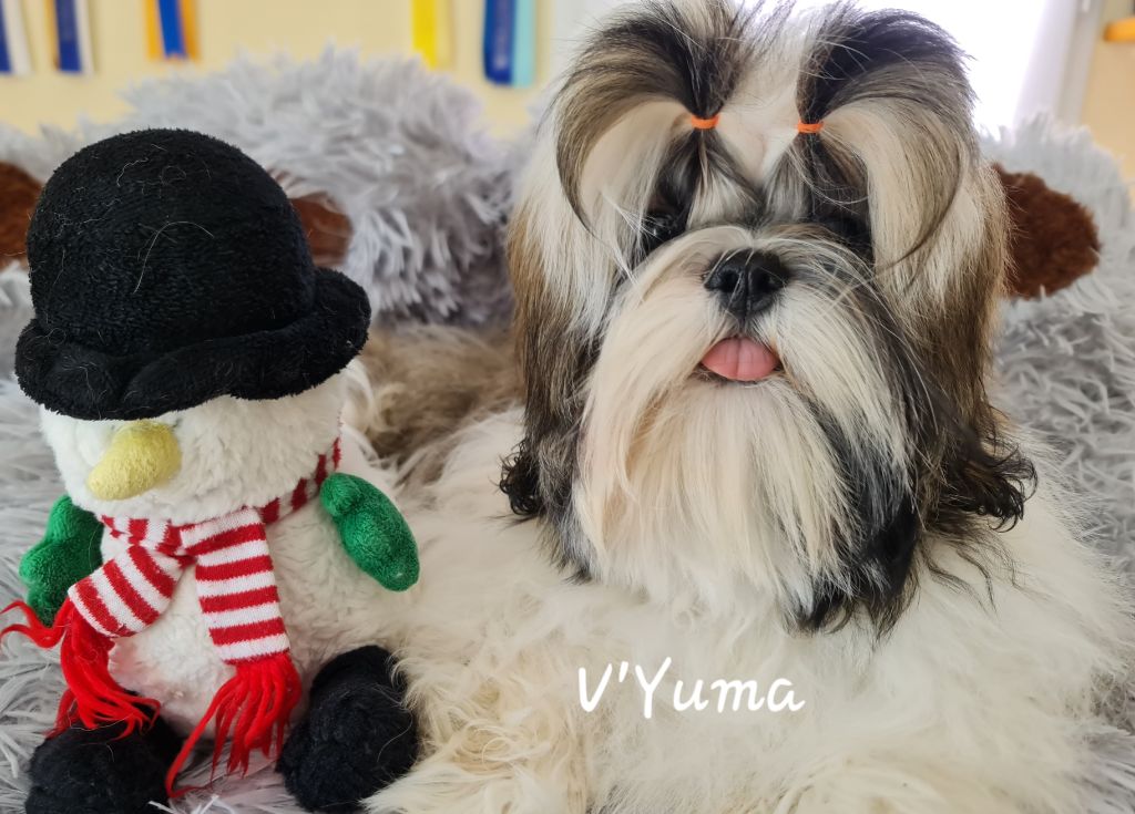 From Mellandco - Chiots disponibles - Shih Tzu