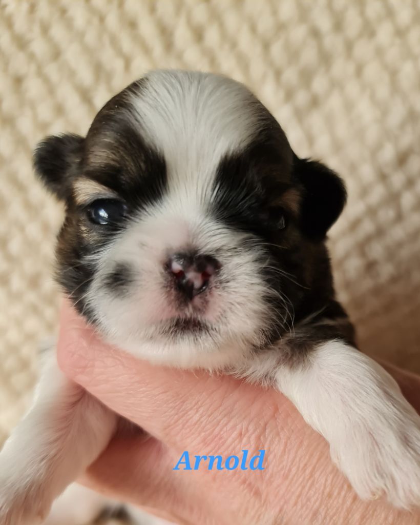 From Mellandco - Chiots disponibles - Shih Tzu
