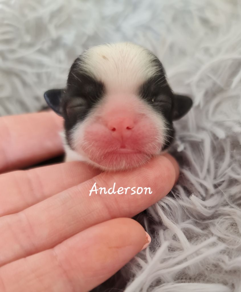 From Mellandco - Chiots disponibles - Shih Tzu