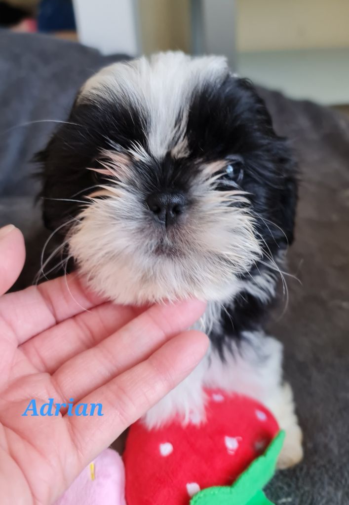 From Mellandco - Shih Tzu - Portée née le 19/11/2025