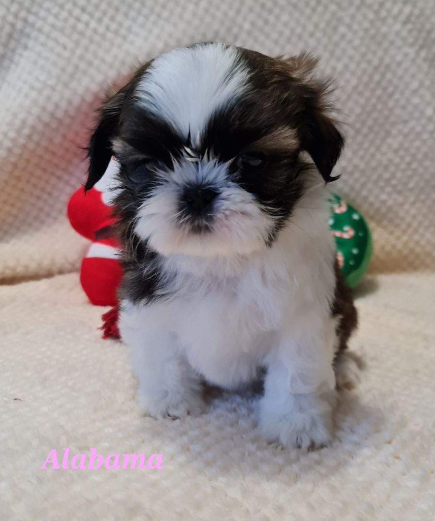 From Mellandco - Chiots disponibles - Shih Tzu