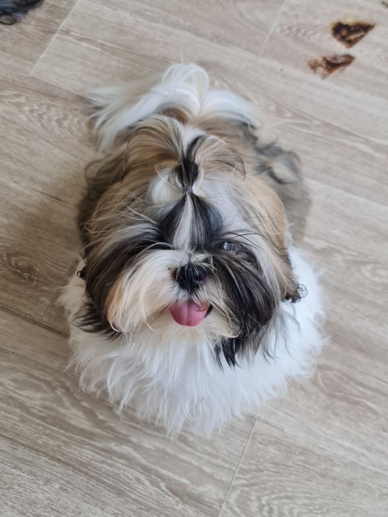 From Mellandco - Chiots disponibles - Shih Tzu