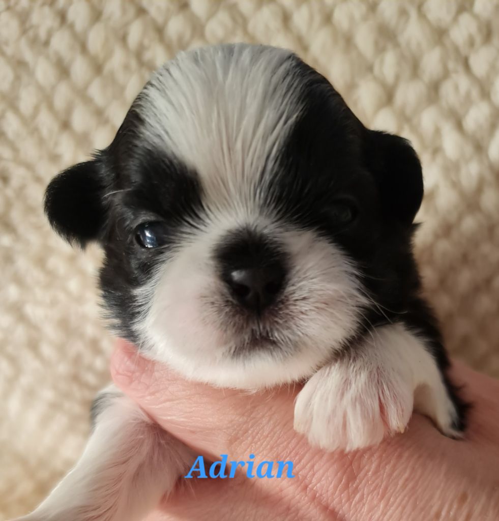 From Mellandco - Chiots disponibles - Shih Tzu