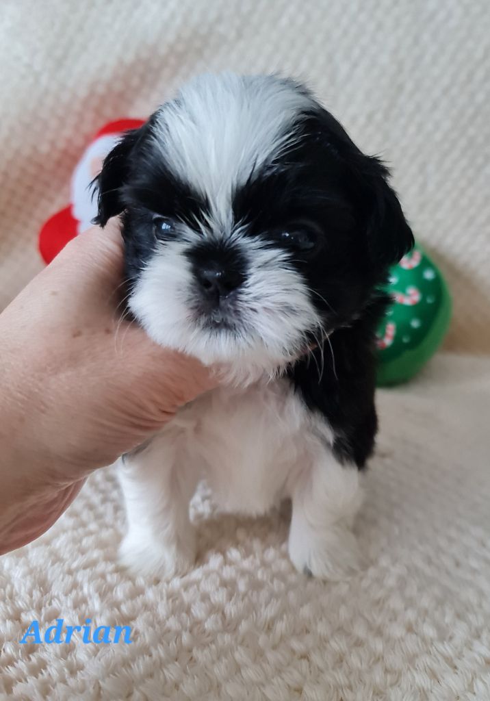 From Mellandco - Chiots disponibles - Shih Tzu