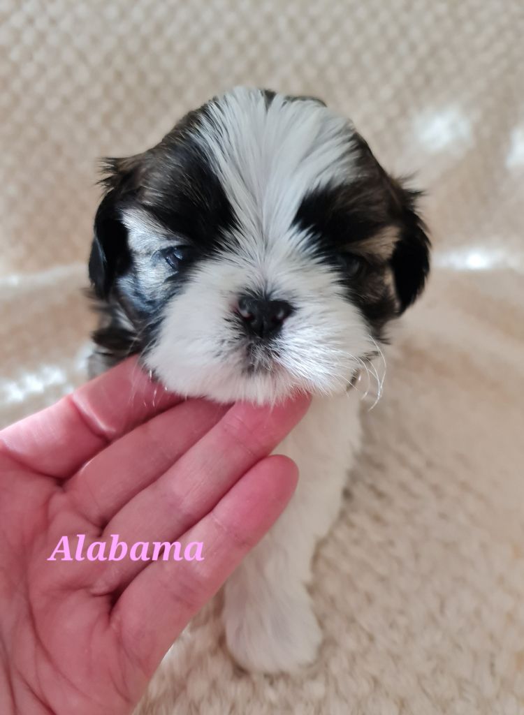 From Mellandco - Chiots disponibles - Shih Tzu