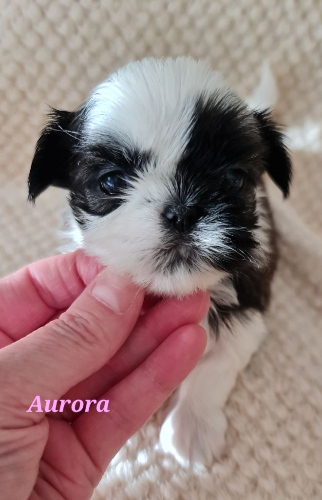 From Mellandco - Chiots disponibles - Shih Tzu