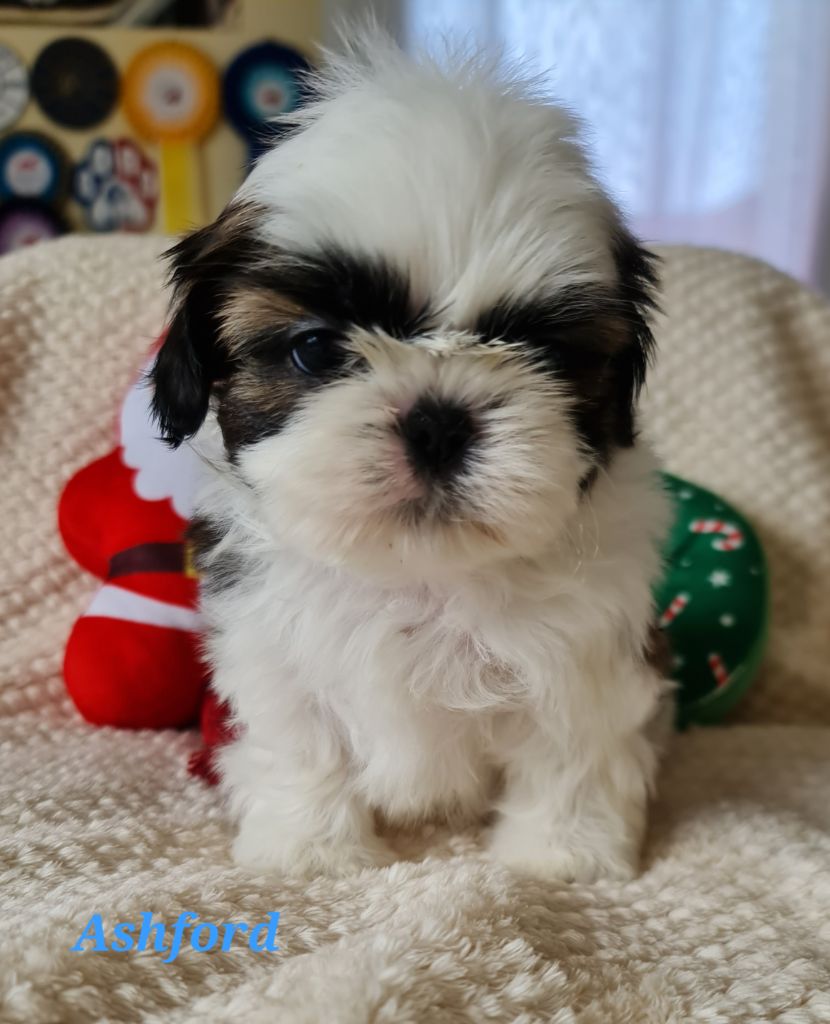 From Mellandco - Chiots disponibles - Shih Tzu