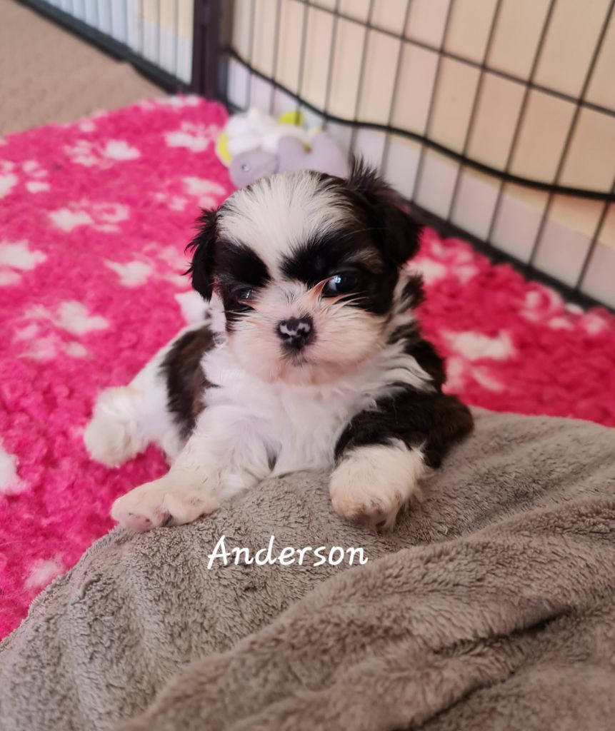 From Mellandco - Shih Tzu - Portée née le 29/05/2025