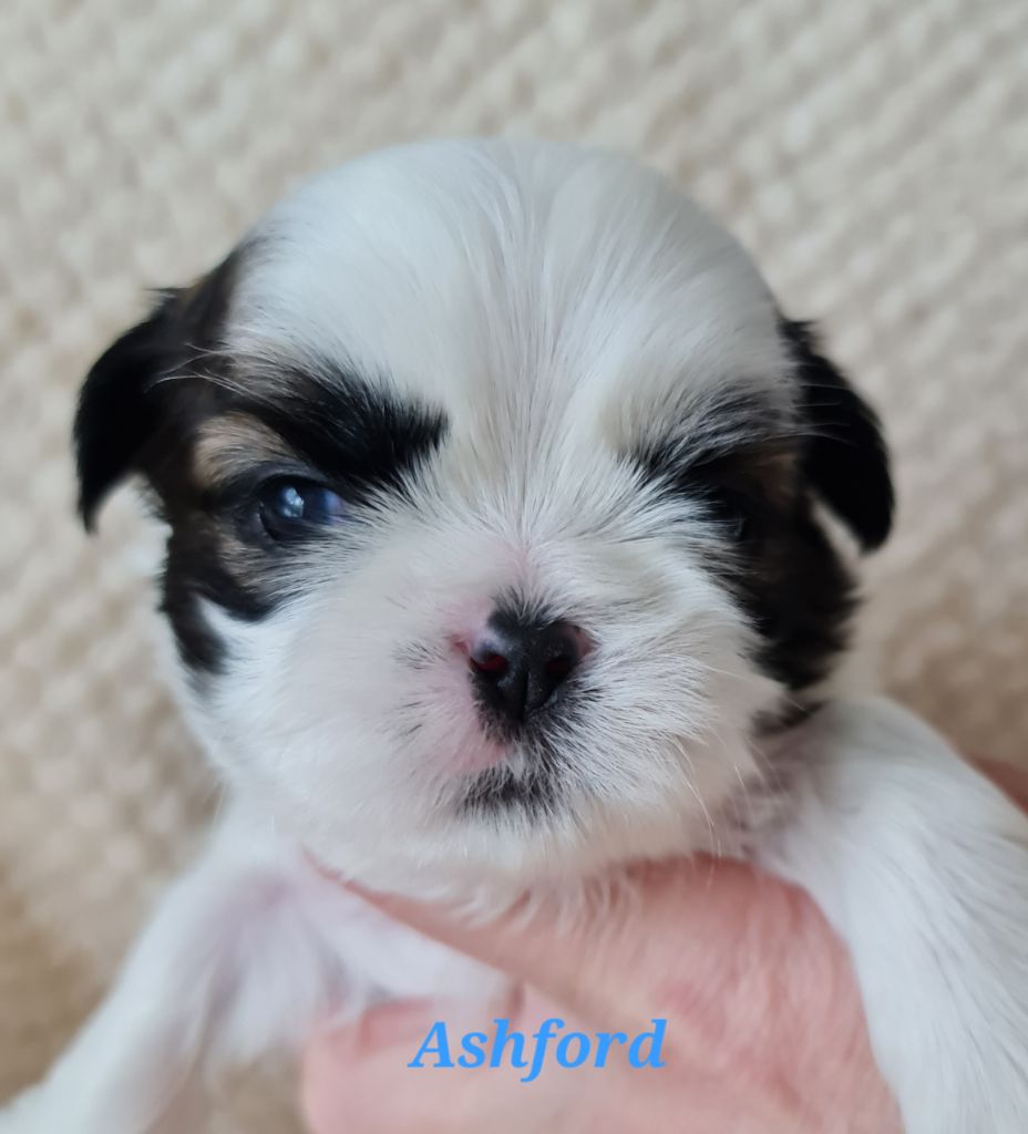 From Mellandco - Chiots disponibles - Shih Tzu