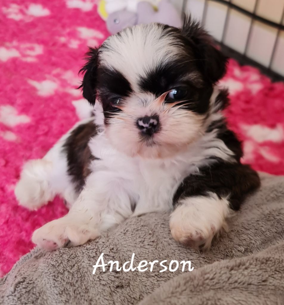 From Mellandco - Chiots disponibles - Shih Tzu