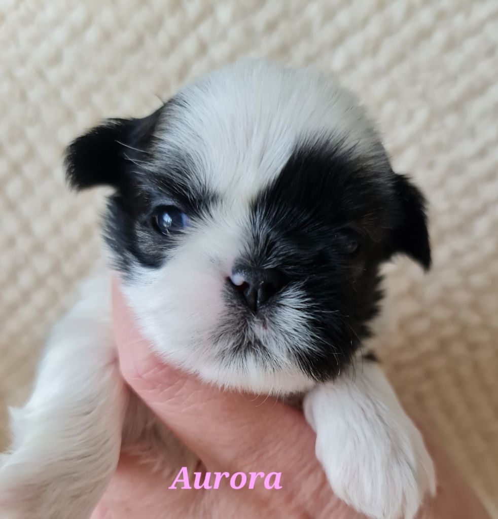 From Mellandco - Chiots disponibles - Shih Tzu