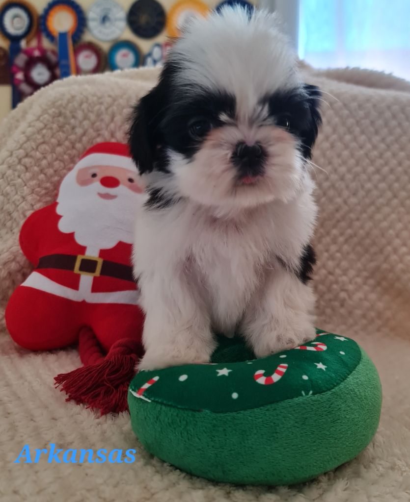 From Mellandco - Chiots disponibles - Shih Tzu