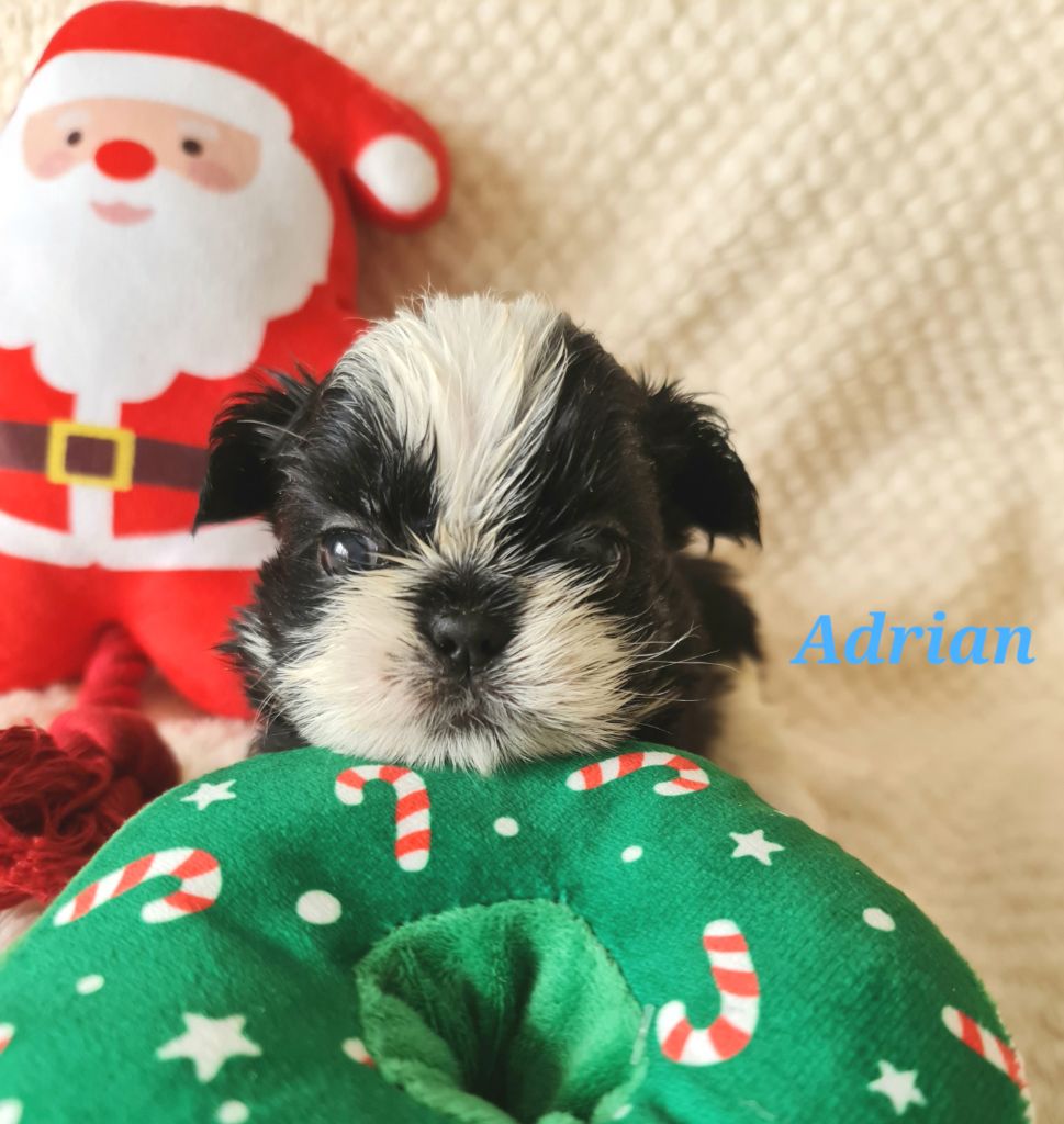 From Mellandco - Chiots disponibles - Shih Tzu