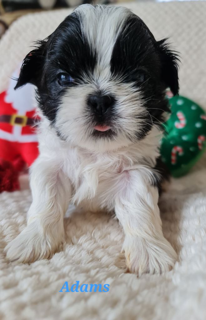 From Mellandco - Chiots disponibles - Shih Tzu