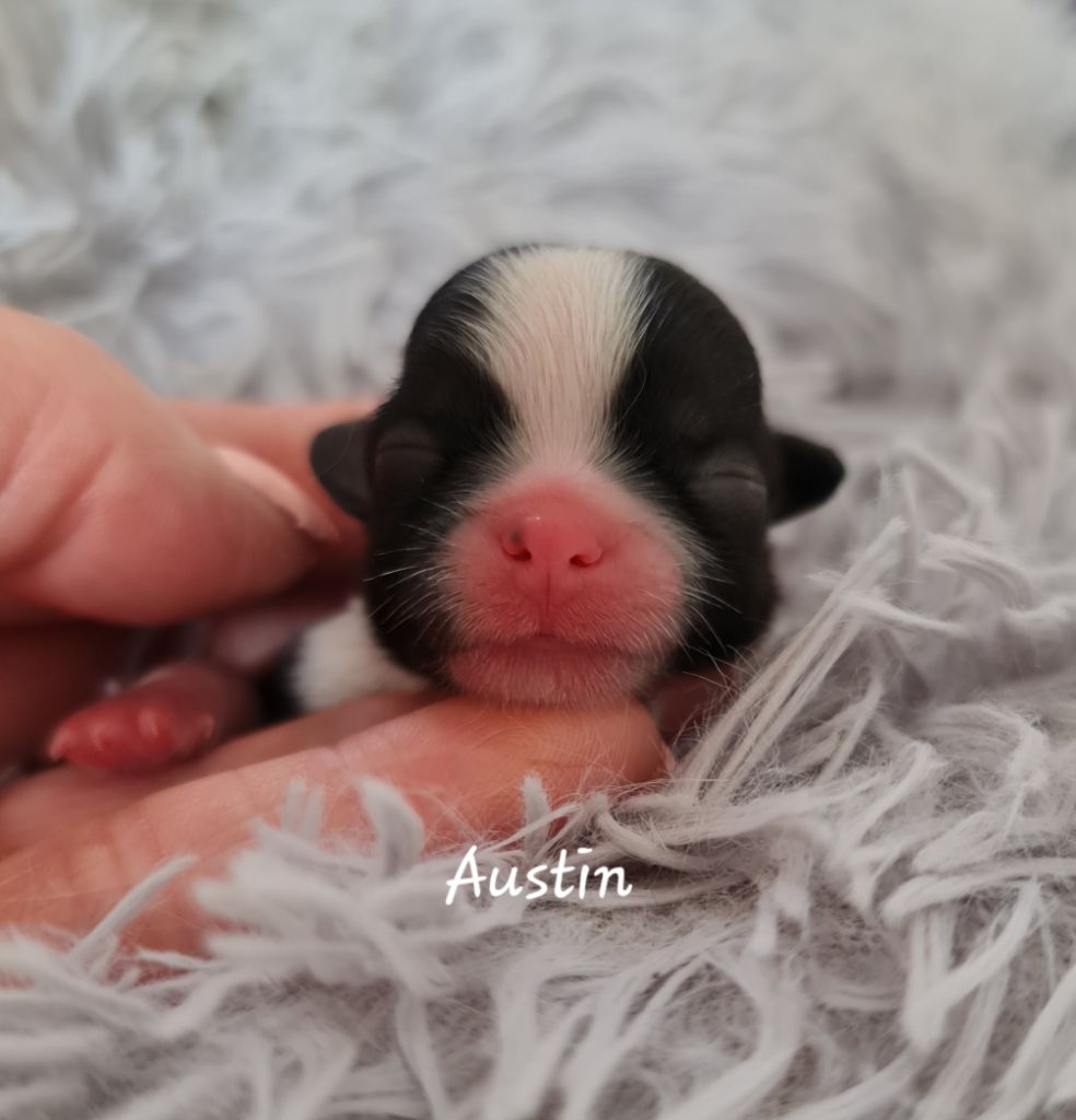 From Mellandco - Chiots disponibles - Shih Tzu