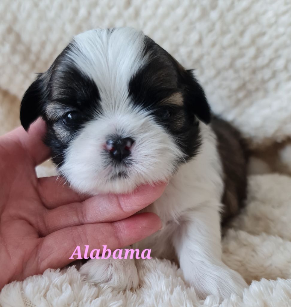From Mellandco - Chiots disponibles - Shih Tzu