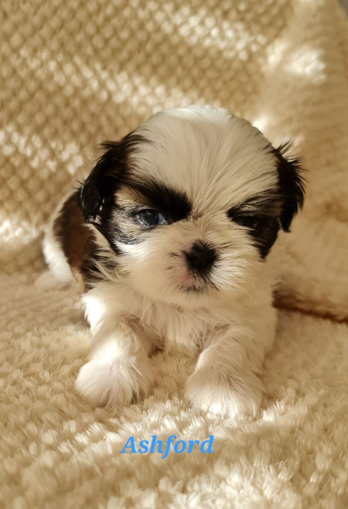 From Mellandco - Chiots disponibles - Shih Tzu