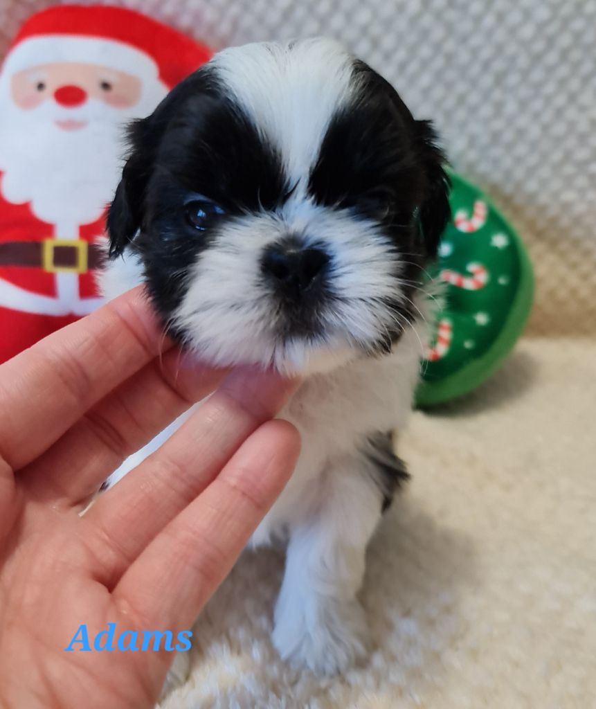From Mellandco - Chiots disponibles - Shih Tzu